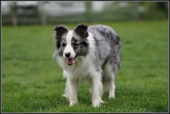 Border Collie rodowód ZKwP, FCI suczka SISI 10