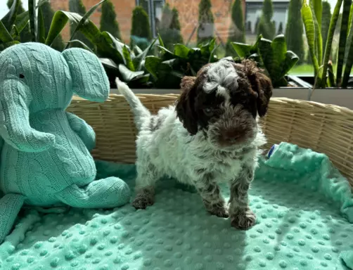 Lagotto romagnolo szczeniaczki 2