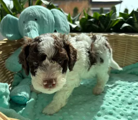 Lagotto romagnolo szczeniaczki 3