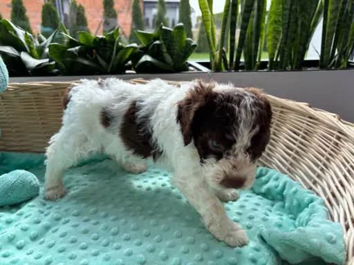 Lagotto romagnolo szczeniaczki 4