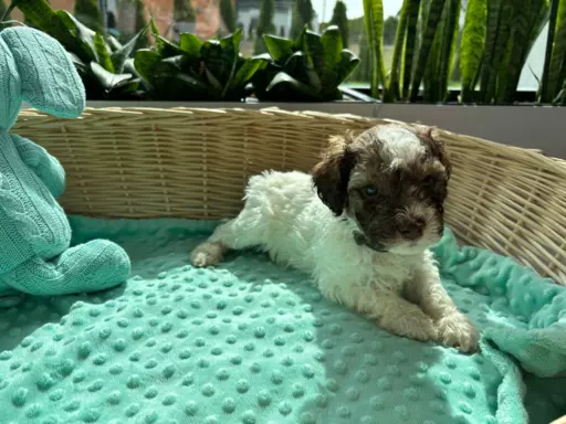 Lagotto romagnolo szczeniaczki 5