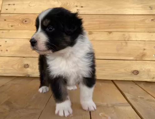 Owczarek Australijski blac tri color 1