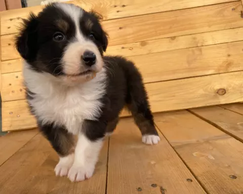 Owczarek Australijski blac tri color 2