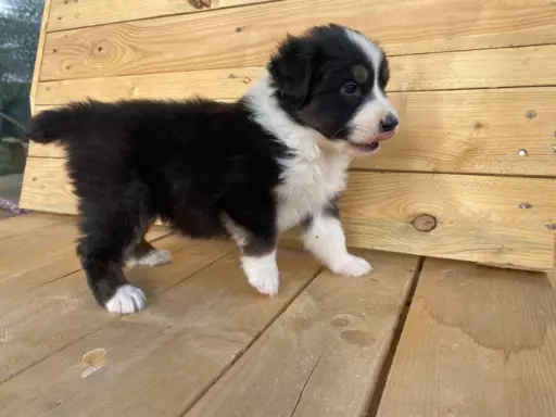 Owczarek Australijski blac tri color 3