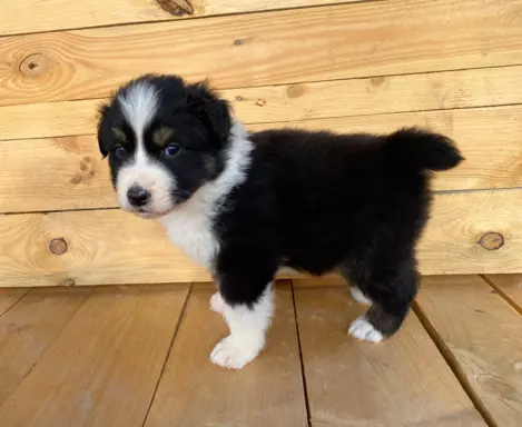 Owczarek Australijski blac tri color 4