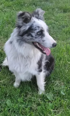 Border Collie blue merle 10