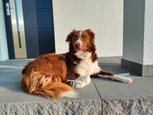 Border Collie blue merle 9