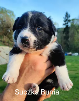 Border Collie blue merle 5