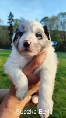 Border Collie blue merle 3