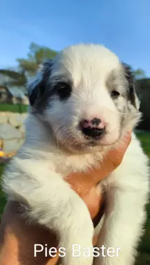 Border Collie blue merle 4