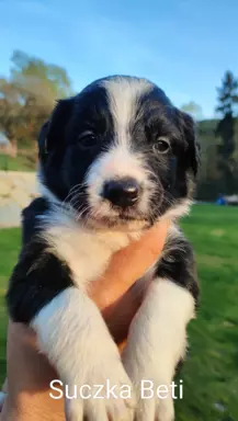 Border Collie blue merle 8