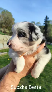 Border Collie blue merle 1