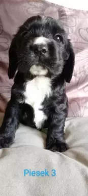 Cocker spaniel angielski 1