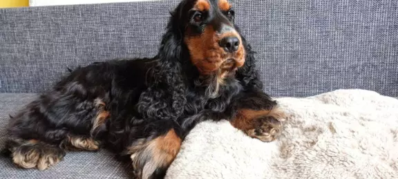 Cocker spaniel angielski 7