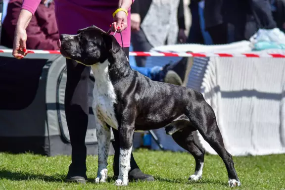 wyjątkowej urody błękitny Chłopczyk AMSTAFF FCI 3