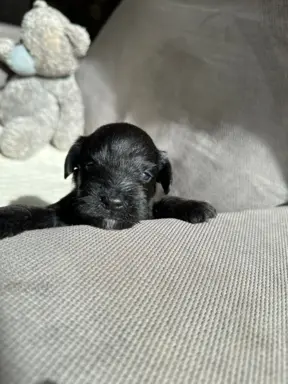 Sznaucer miniaturowy czarny / Horgo Family (FCI) /ZKwP 2