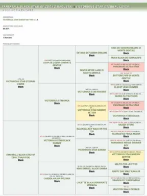 Sznaucer miniaturowy czarny / Horgo Family (FCI) /ZKwP 3