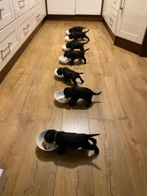 Sznaucer miniaturowy czarny / Horgo Family (FCI) /ZKwP 4