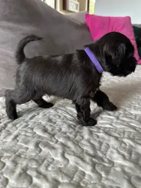 Sznaucer miniaturowy czarny / Horgo Family (FCI) /ZKwP 5