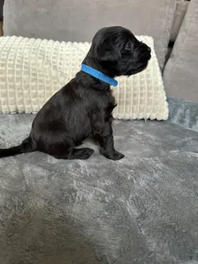 Sznaucer miniaturowy czarny / Horgo Family (FCI) /ZKwP 6