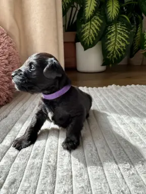 Sznaucer miniaturowy czarny / Horgo Family (FCI) /ZKwP 7