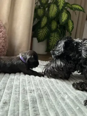 Sznaucer miniaturowy czarny / Horgo Family (FCI) /ZKwP 8