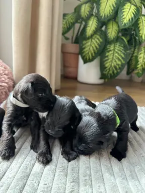 Sznaucer miniaturowy czarny / Horgo Family (FCI) /ZKwP 9