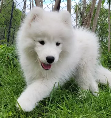 Szczenię Samoyed - Jurassic Yed - gotowy do odbioru - piesek 2