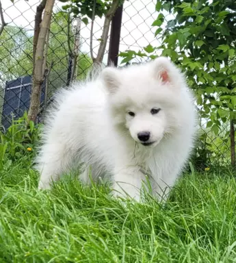 Szczenię Samoyed - Jurassic Yed - gotowy do odbioru - piesek 4