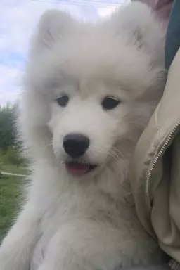 Szczenię Samoyed - Jurassic Yed - gotowy do odbioru - piesek 6