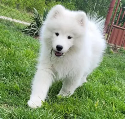 Szczenię Samoyed - Jurassic Yed - gotowy do odbioru - piesek 3