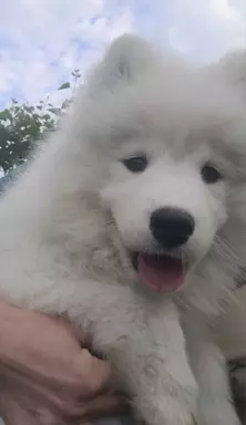 Szczenię Samoyed - Jurassic Yed - gotowy do odbioru - piesek 5