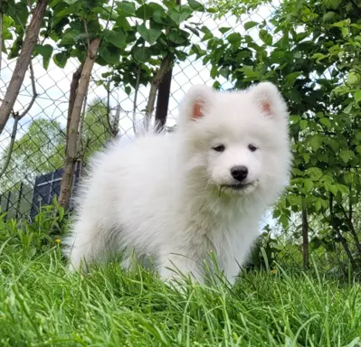 Szczenię Samoyed - Jurassic Yed - gotowy do odbioru - piesek 10