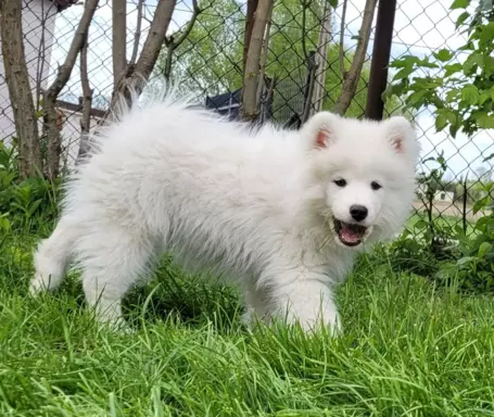 Szczenię Samoyed - Jurassic Yed - gotowy do odbioru - piesek 7