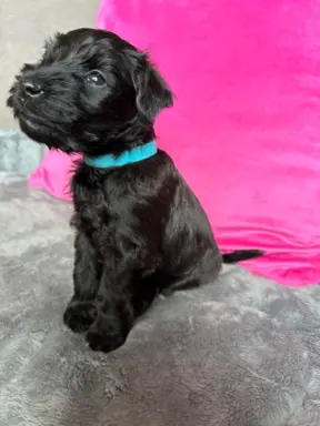 Sznaucer miniaturowy czarny / Horgo Family (FCI) /ZKwP 1