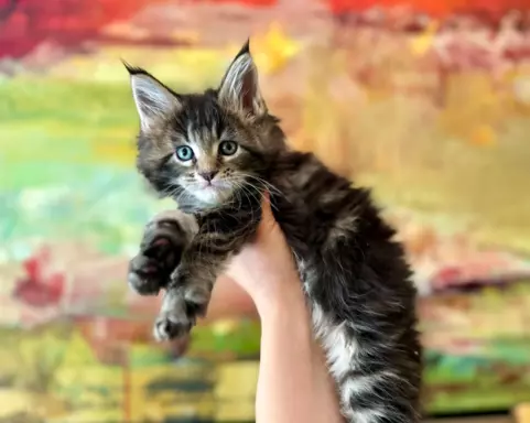 Kocur duży Maine Coon 4