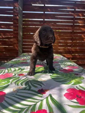 Piesek rasy Flat Coated Retriever FCI 8