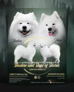 ZKwP FCI szczenię SAMOYED PUPPY szczeniak 1