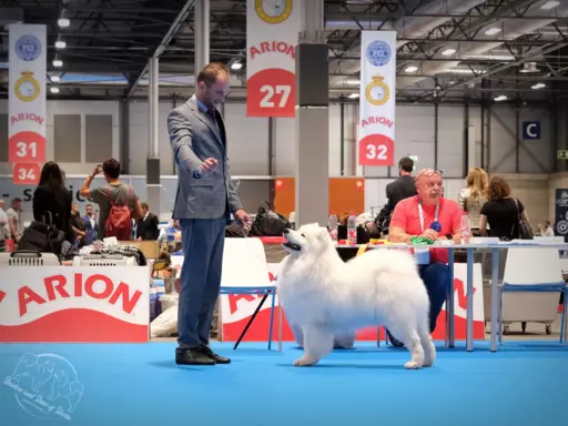 ZKwP FCI szczenię SAMOYED PUPPY szczeniak 2