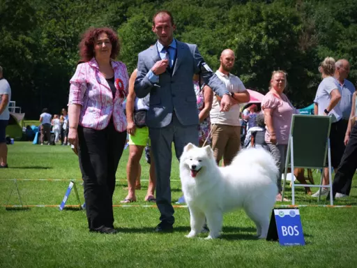 ZKwP FCI szczenię SAMOYED PUPPY szczeniak 3