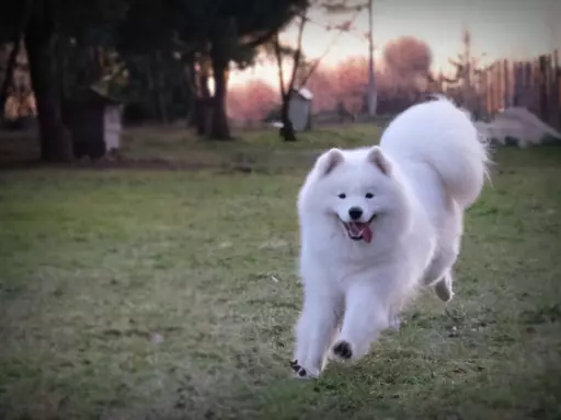 ZKwP FCI szczenię SAMOYED PUPPY szczeniak 4