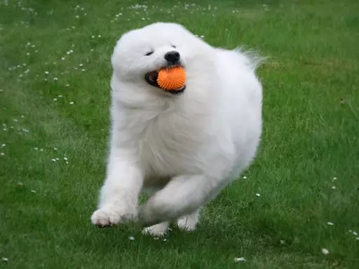 ZKwP FCI szczenię SAMOYED PUPPY szczeniak 5