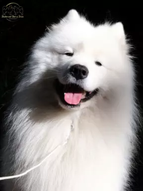 ZKwP FCI szczenię SAMOYED PUPPY szczeniak 6