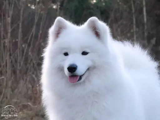 ZKwP FCI szczenię SAMOYED PUPPY szczeniak 7