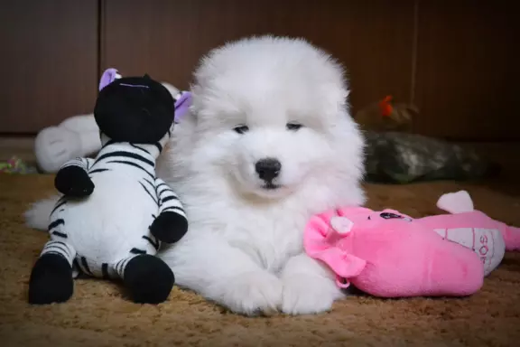ZKwP FCI szczenię SAMOYED PUPPY szczeniak 8