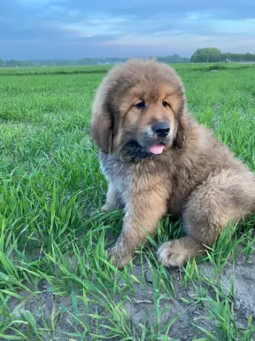 Szczenięta Mastiff Tybetański FCI 1
