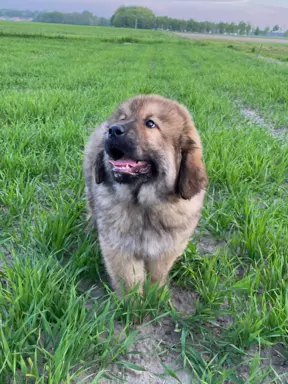 Szczenięta Mastiff Tybetański FCI 2
