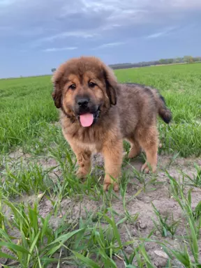 Szczenięta Mastiff Tybetański FCI 3