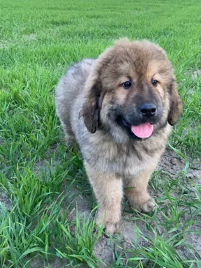 Szczenięta Mastiff Tybetański FCI 4