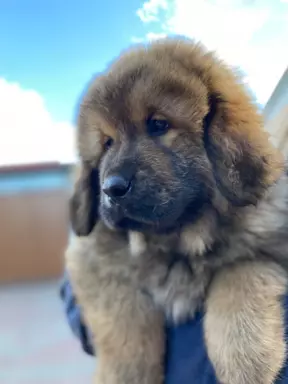 Szczenięta Mastiff Tybetański FCI 5